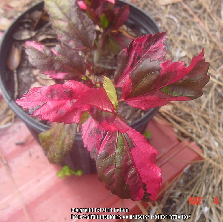 Photo of Tropical Hibiscus (Hibiscus rosa-sinensis 'Red Hot') uploaded by rattlebox