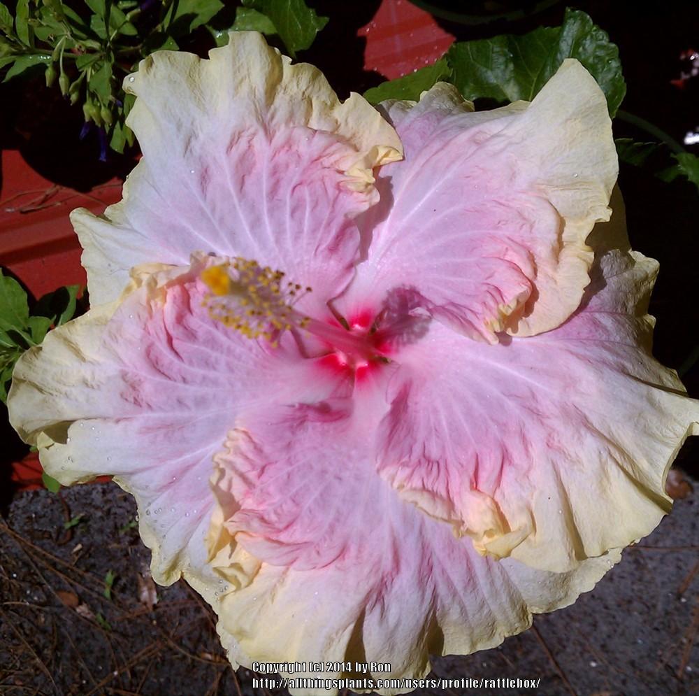 Photo of Tropical Hibiscus (Hibiscus rosa-sinensis 'Cajun Princess') uploaded by rattlebox