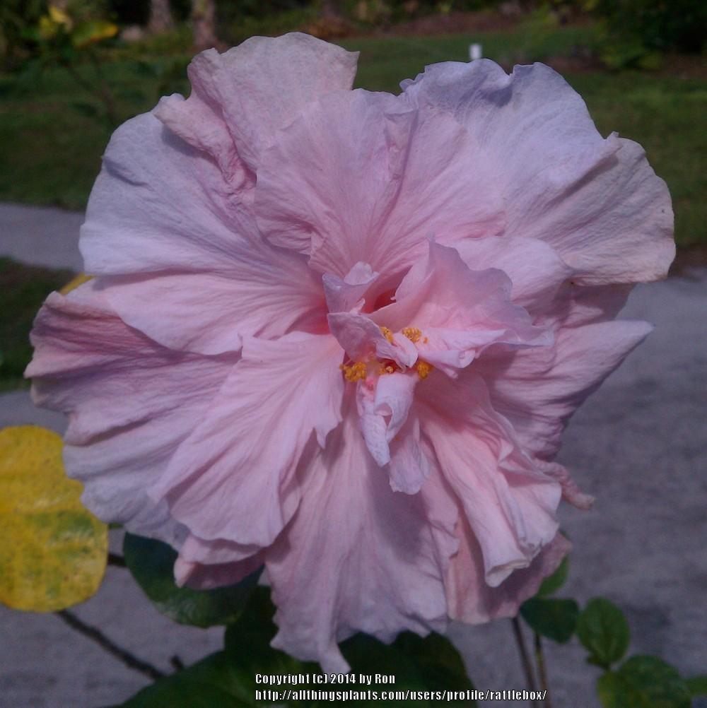 Photo of Tropical Hibiscus (Hibiscus rosa-sinensis 'Sweet Pink') uploaded by rattlebox