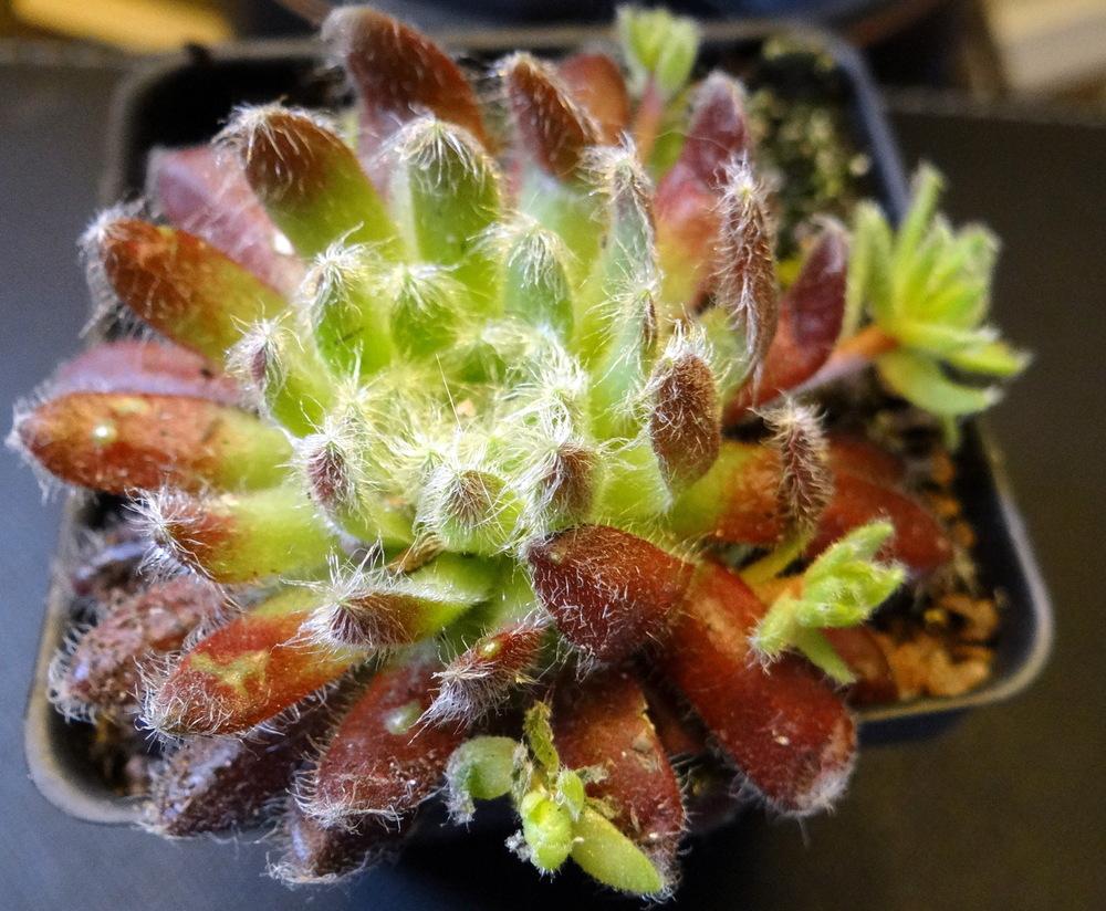 Photo of Hen and Chicks (Sempervivum 'Pacific Teddy') uploaded by stilldew