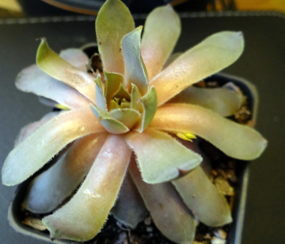 Photo of Hen and Chicks (Sempervivum 'Pacific Blue Ice') uploaded by stilldew