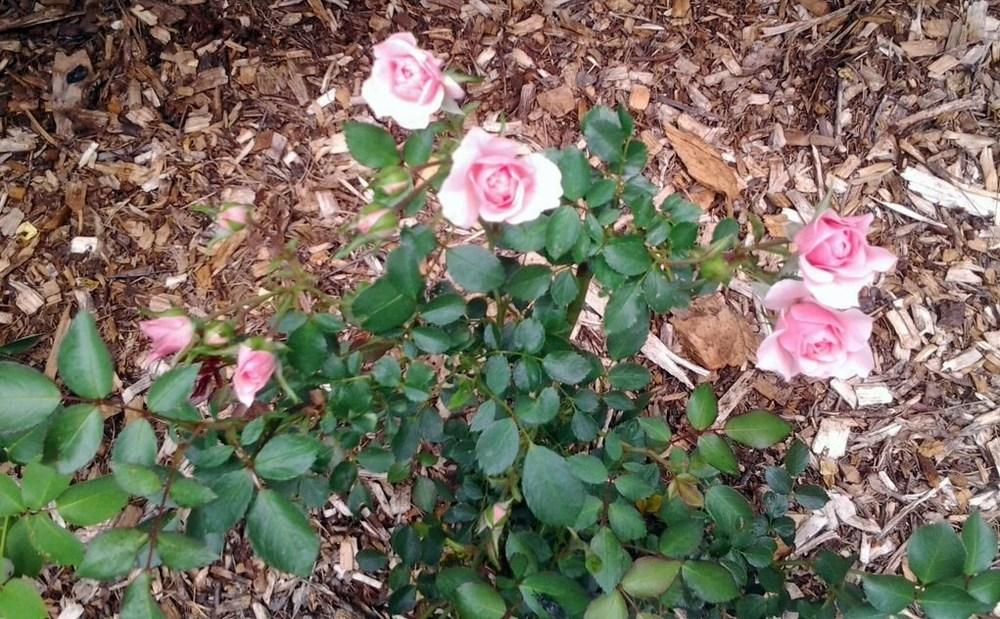 Photo of Shrub Rose (Rosa 'Bonica') uploaded by vic
