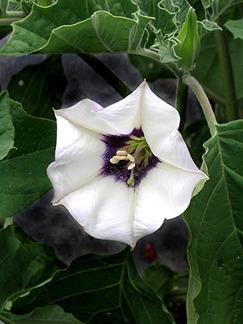 Photo of Desert Thorn Apple (Datura discolor) uploaded by Calif_Sue