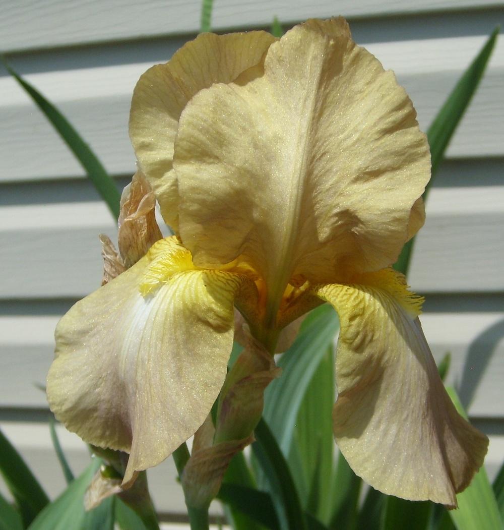Photo of Tall Bearded Iris (Iris 'Jean Cayeux') uploaded by DaveinPA