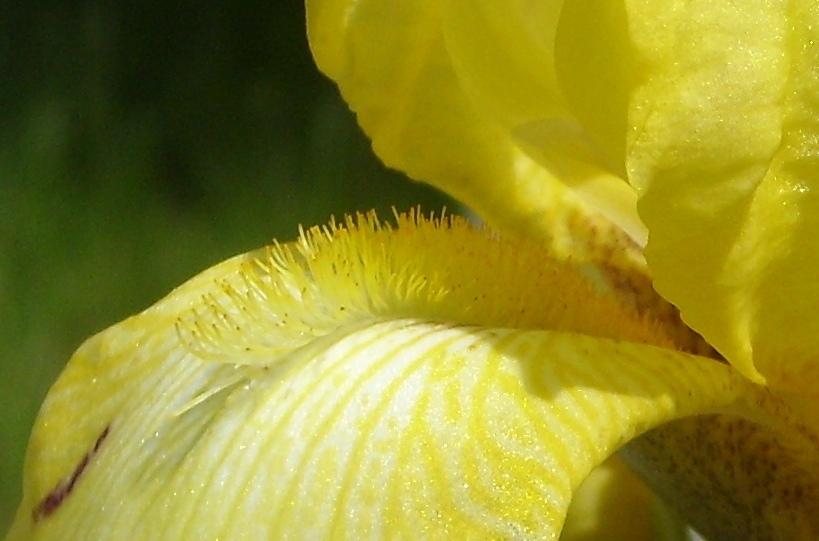 Photo of Tall Bearded Iris (Iris 'Coronation') uploaded by DaveinPA