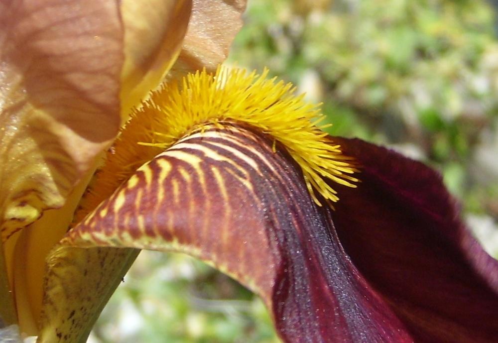 Photo of Tall Bearded Iris (Iris 'Rosy Wings') uploaded by DaveinPA