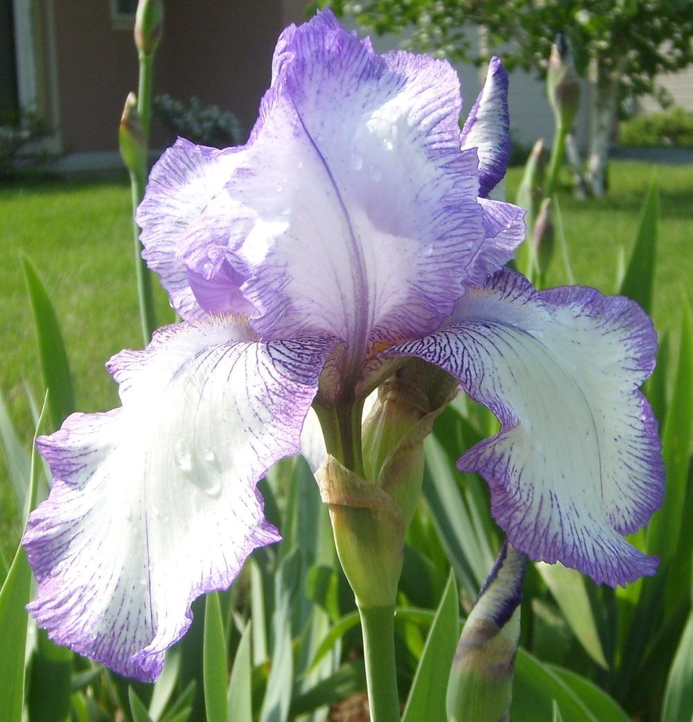 Photo of Tall Bearded Iris (Iris 'Needlecraft') uploaded by DaveinPA