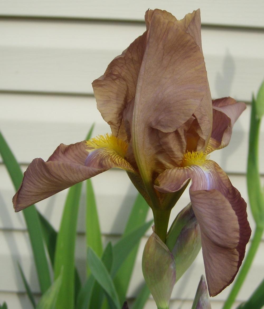 Photo of Tall Bearded Iris (Iris 'Jean Cayeux') uploaded by DaveinPA