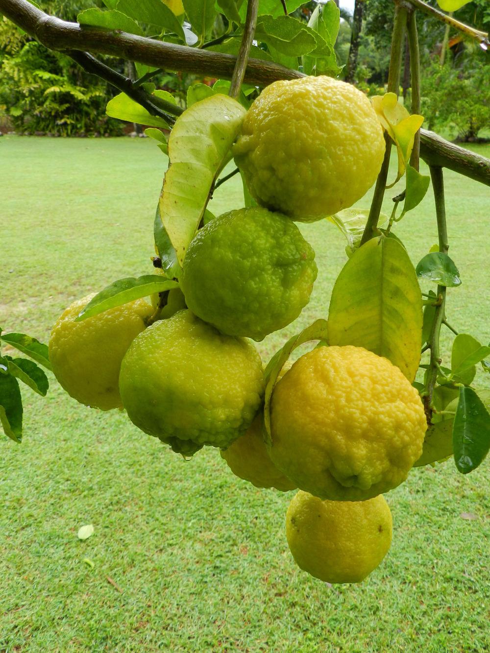 Photo of Bush Lemon (Citrus jambhiri) uploaded by Gleni