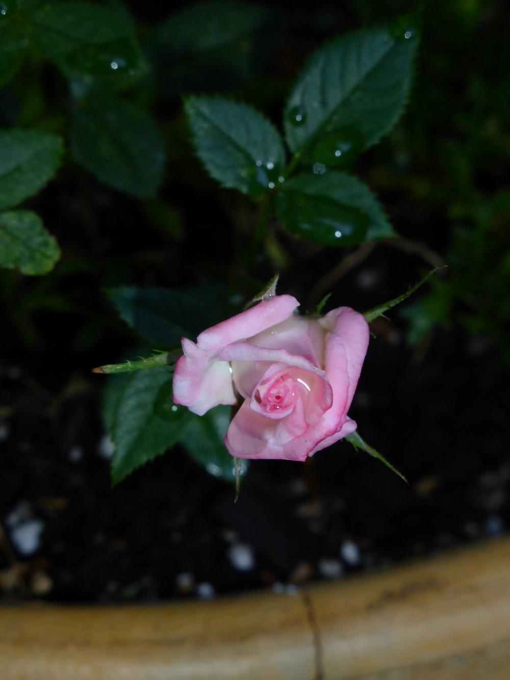 Photo of Rose (Rosa 'X-Rated') uploaded by JulieB