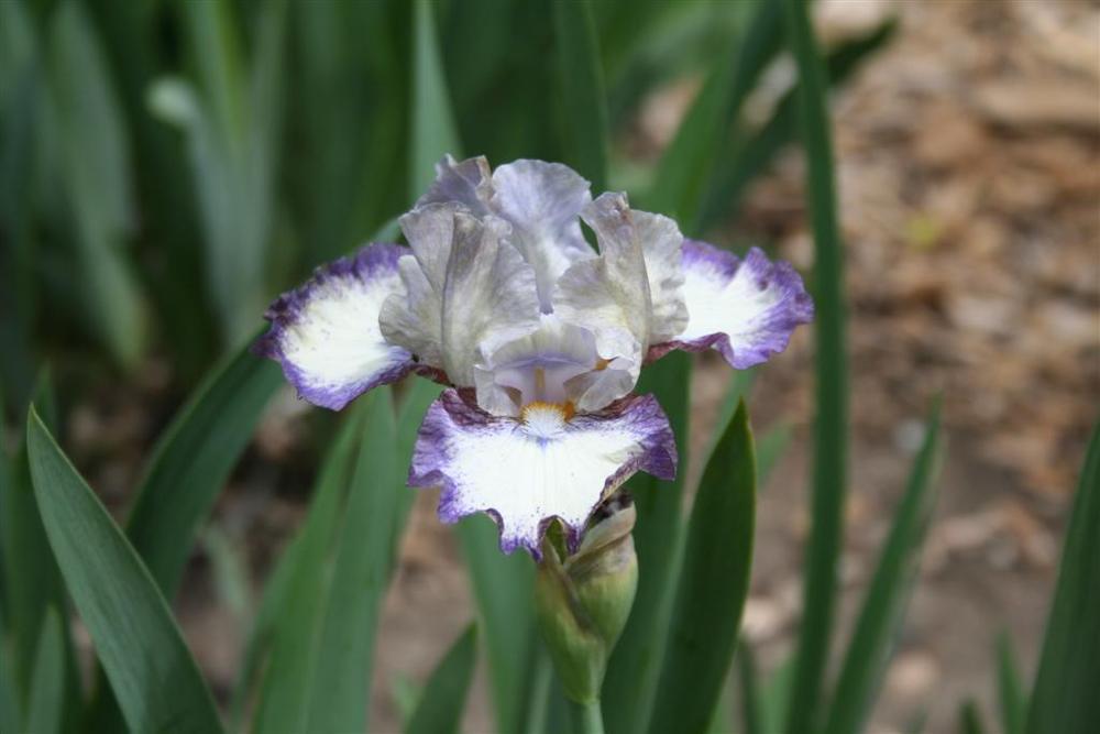 Photo of Intermediate Bearded Iris (Iris 'Agatha Christie') uploaded by KentPfeiffer