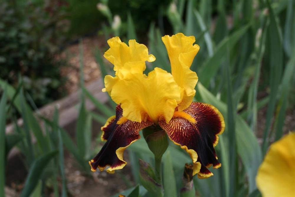 Photo of Border Bearded Iris (Iris 'Beverly Ann') uploaded by KentPfeiffer