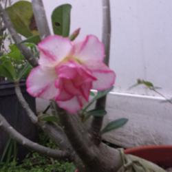 Location: South Florida
Date: 2013-11-26
Double flower adenium (no ID).
