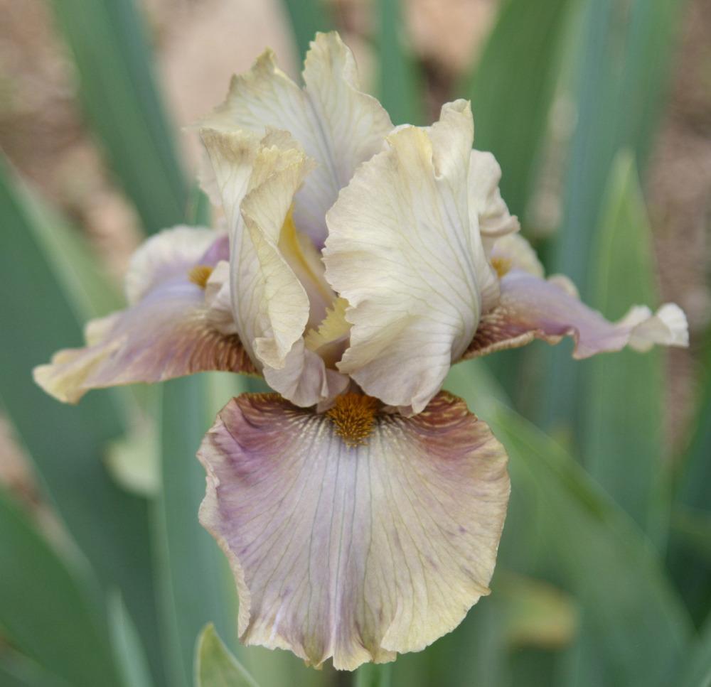 Photo of Tall Bearded Iris (Iris 'Ozone Alert') uploaded by Snork