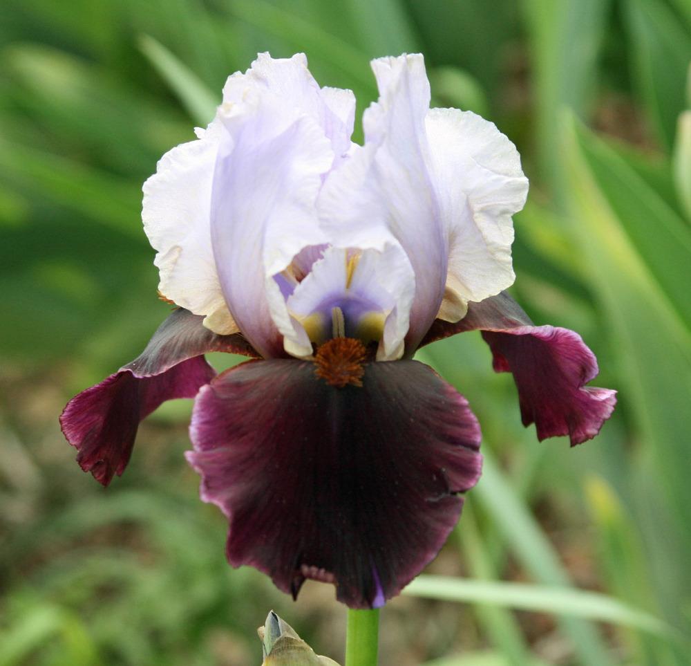 Photo of Tall Bearded Iris (Iris 'Chinese Empress') uploaded by Snork