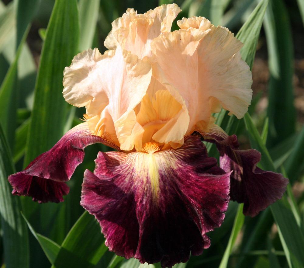 Photo of Tall Bearded Iris (Iris 'Let's Boogie') uploaded by Snork