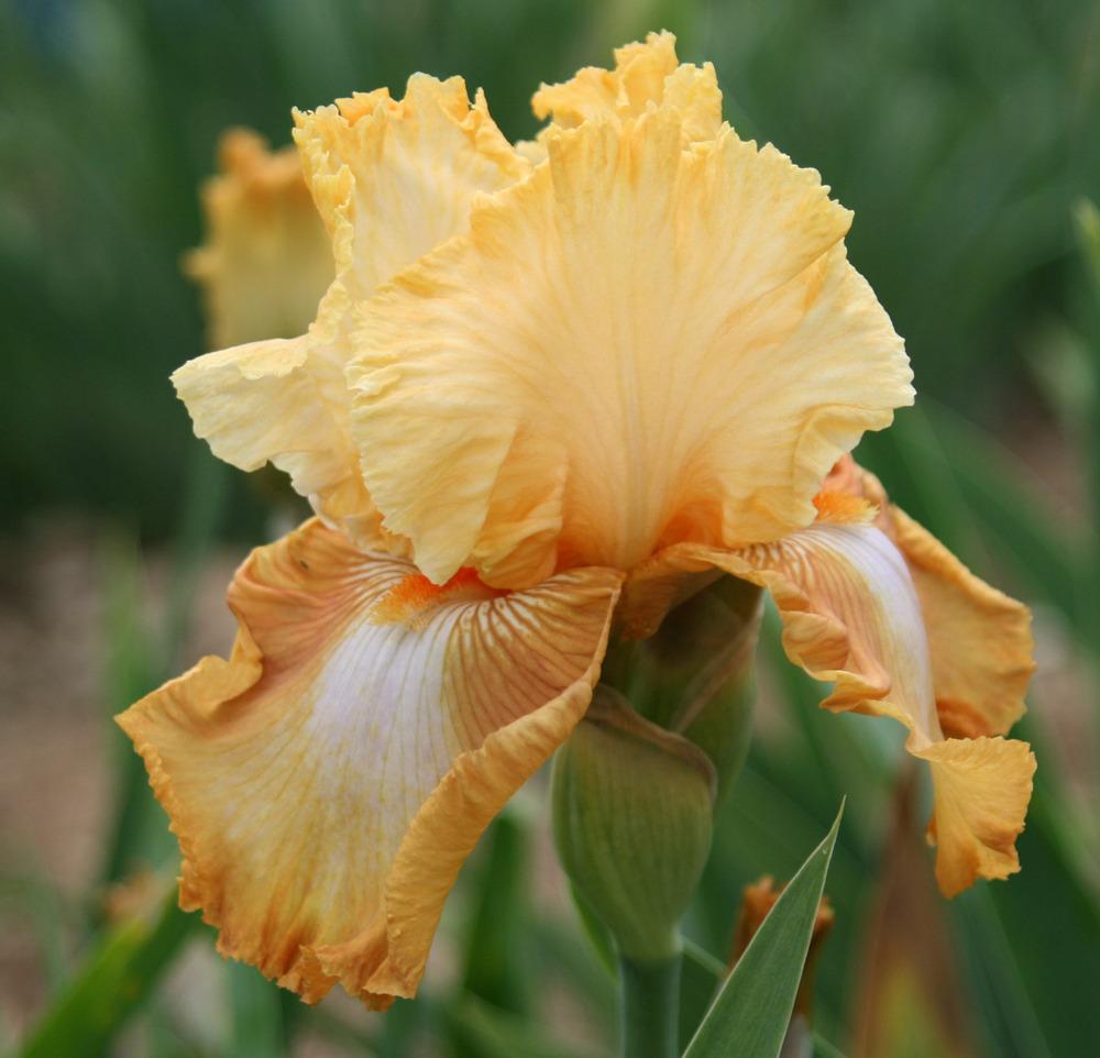 Photo of Tall Bearded Iris (Iris 'Honeycomb') uploaded by Snork