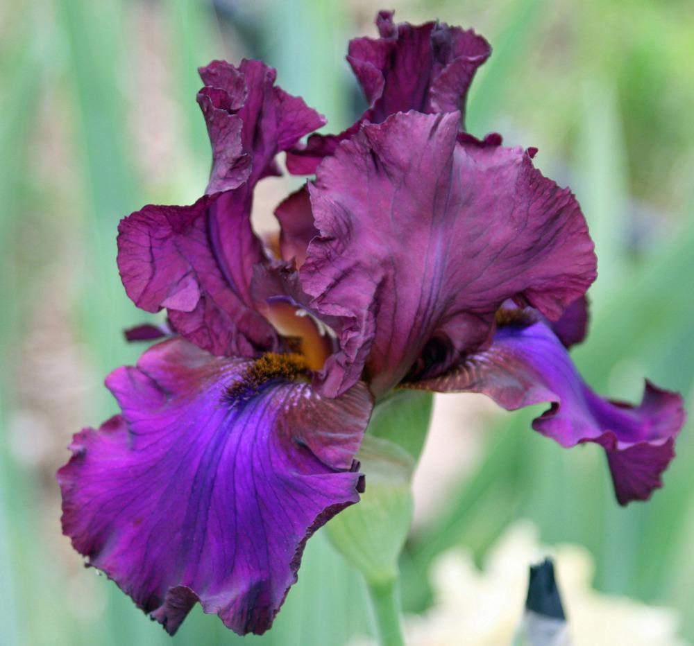 Photo of Tall Bearded Iris (Iris 'Grape Expectations') uploaded by Snork