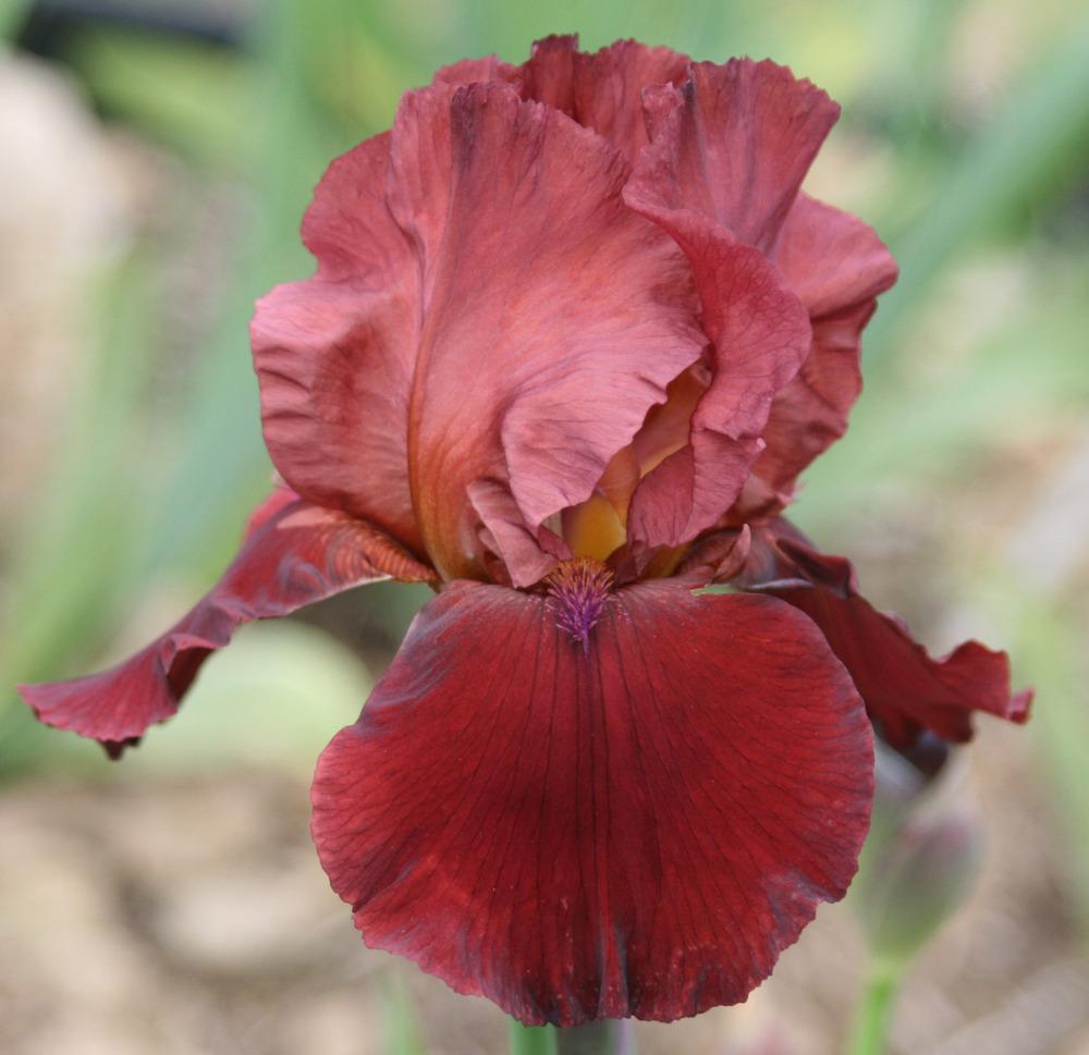Photo of Tall Bearded Iris (Iris 'Cracklin Burgundy') uploaded by Snork