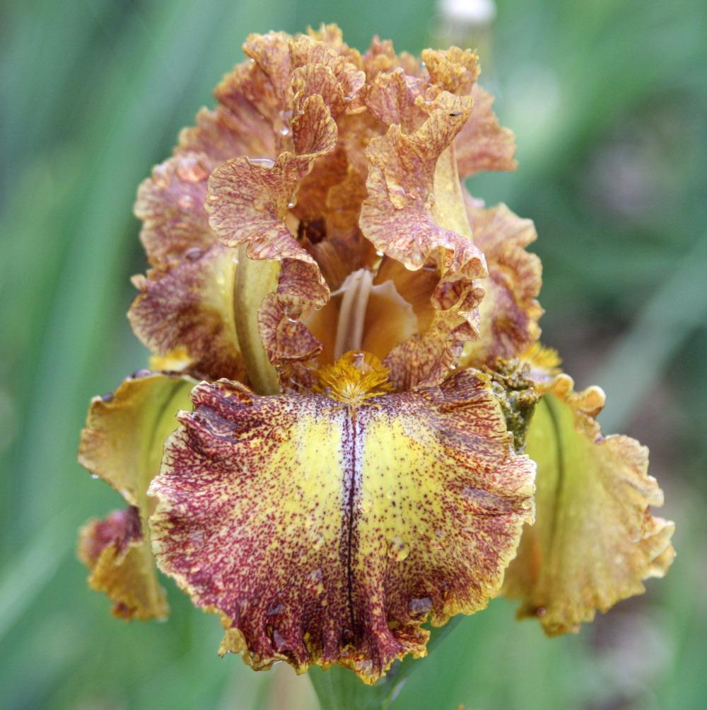 Photo of Tall Bearded Iris (Iris 'Magic Hope') uploaded by Snork