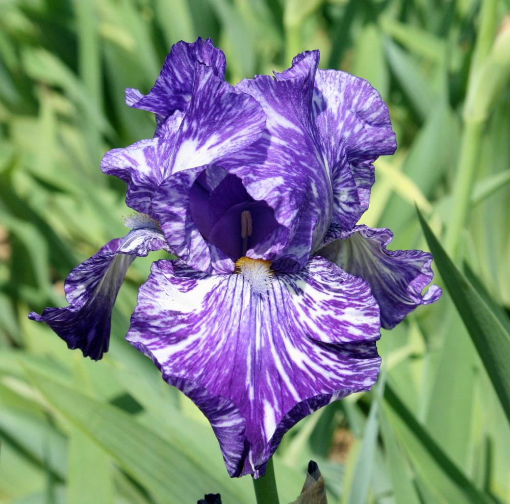 Photo of Border Bearded Iris (Iris 'Batik') uploaded by Snork