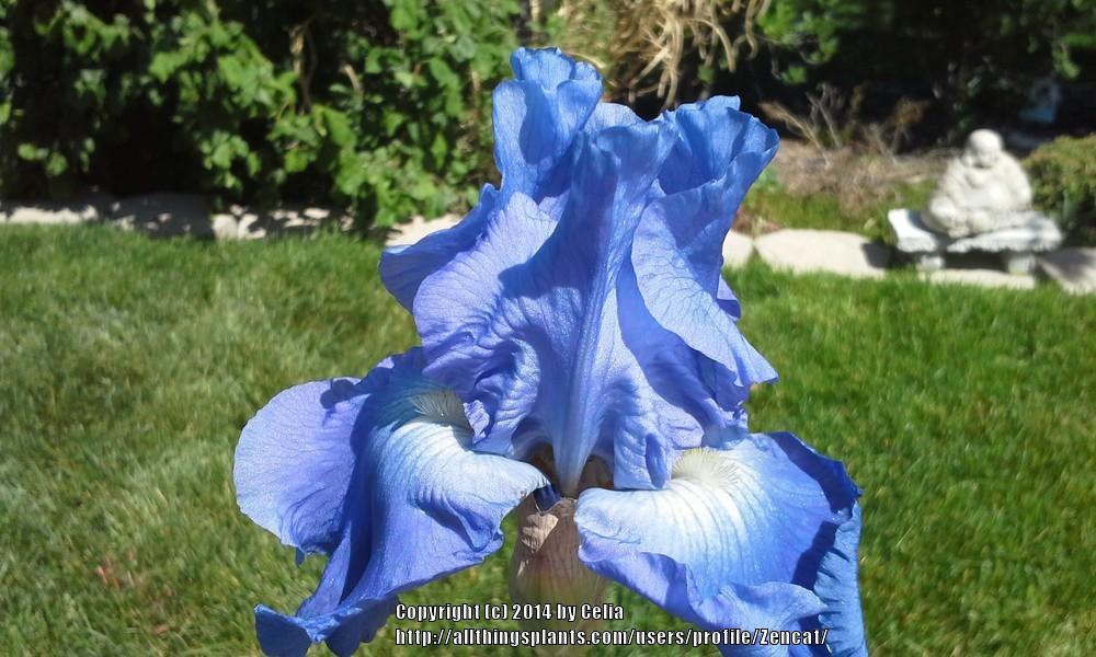Photo of Tall Bearded Iris (Iris 'Full Tide') uploaded by Zencat
