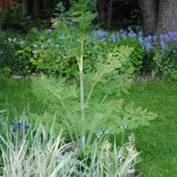 Location: My Northeastern Indiana Gardens - Zone 5b
Date: 2014-05-25
Second year specimen plant at 46 inches tall.