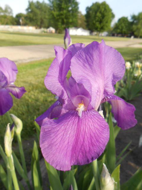 Photo of Tall Bearded Iris (Iris 'Caprice') uploaded by crowrita1