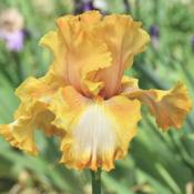 tall bearded iris 'Cajun Rhythm'