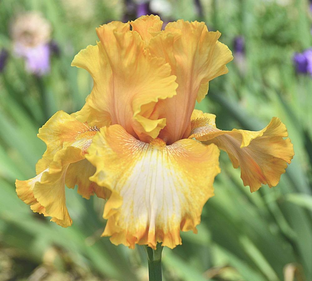 Photo of Tall Bearded Iris (Iris 'Cajun Rhythm') uploaded by diggit