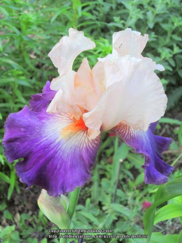 Photo of Tall Bearded Iris (Iris 'Koi') uploaded by ge1836