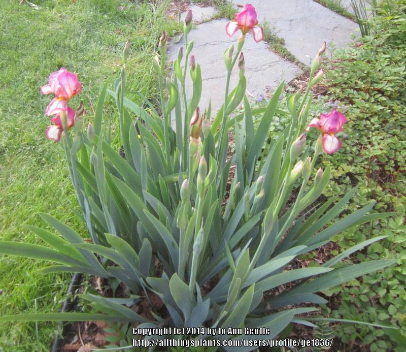 Photo of Tall Bearded Iris (Iris 'Zambezi') uploaded by ge1836