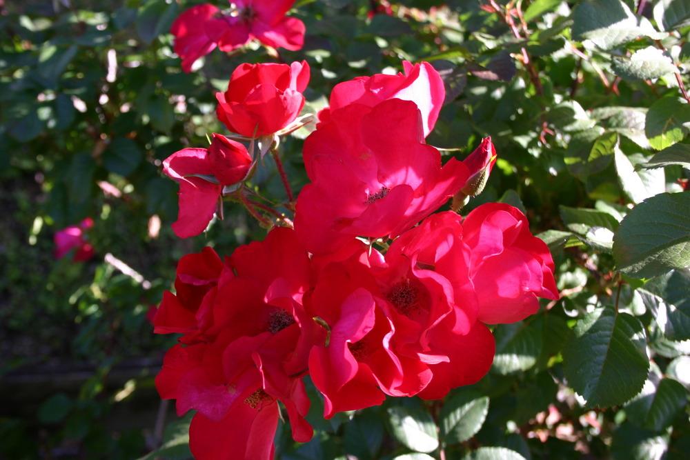 Photo of Rose (Rosa 'Robusta') uploaded by jon