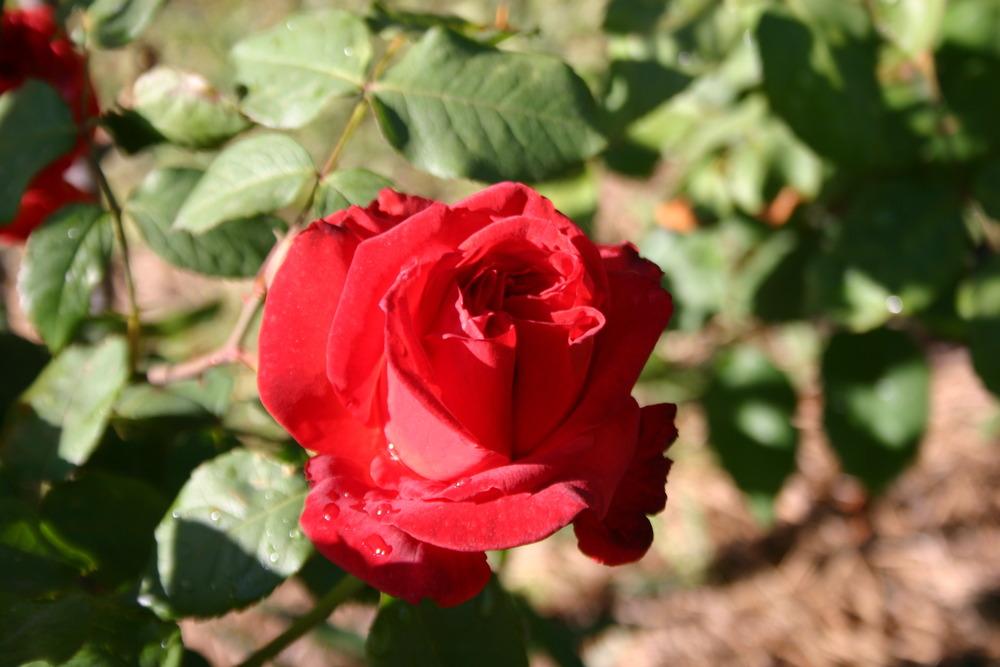 Photo of Rose (Rosa 'Cajun Spice') uploaded by jon