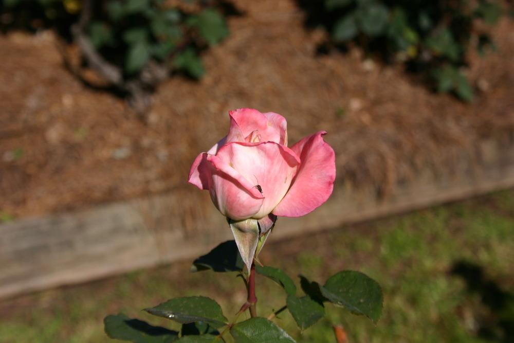 Photo of Rose (Rosa 'Secret') uploaded by jon