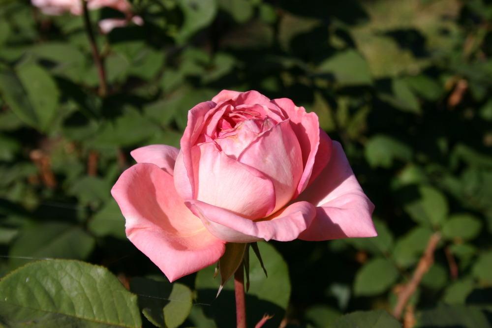 Photo of Rose (Rosa 'Comtesse de Provence') uploaded by jon