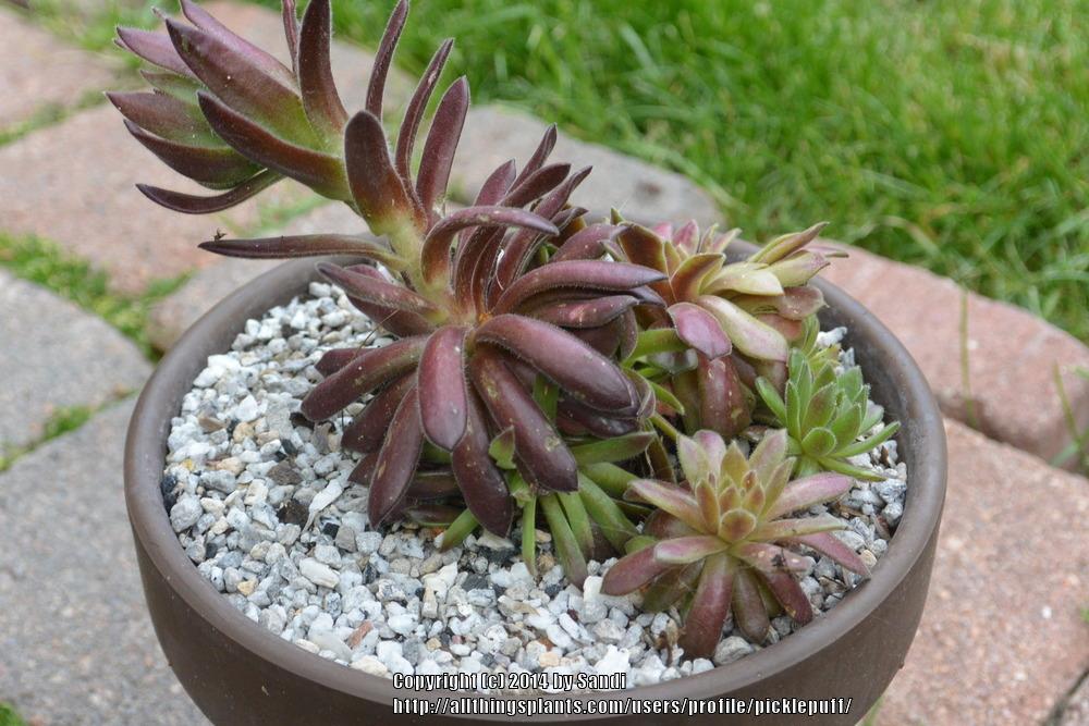 Photo of Hen and Chicks (Sempervivum 'Rustic Charm') uploaded by picklepuff
