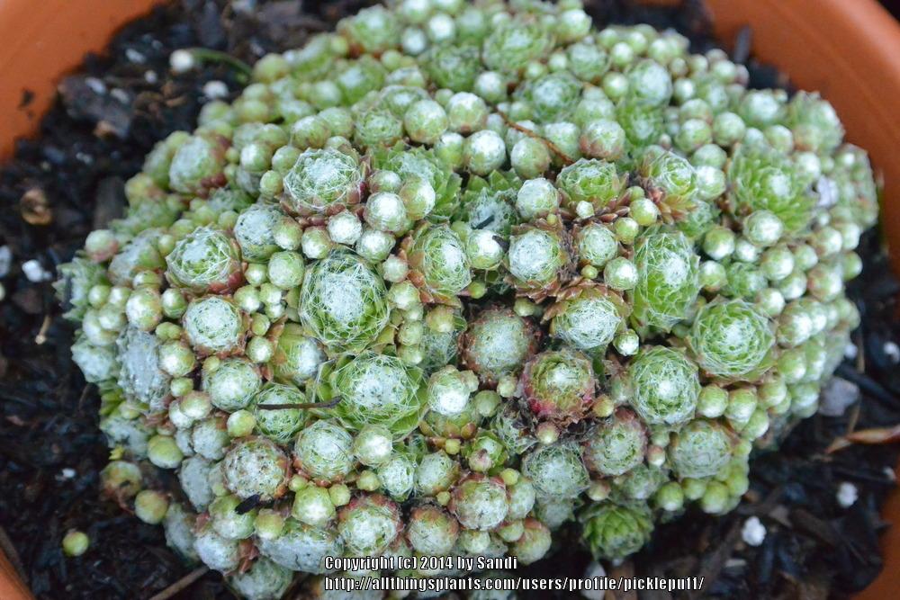Photo of Hen and Chicks (Sempervivum 'Silver Angel') uploaded by picklepuff