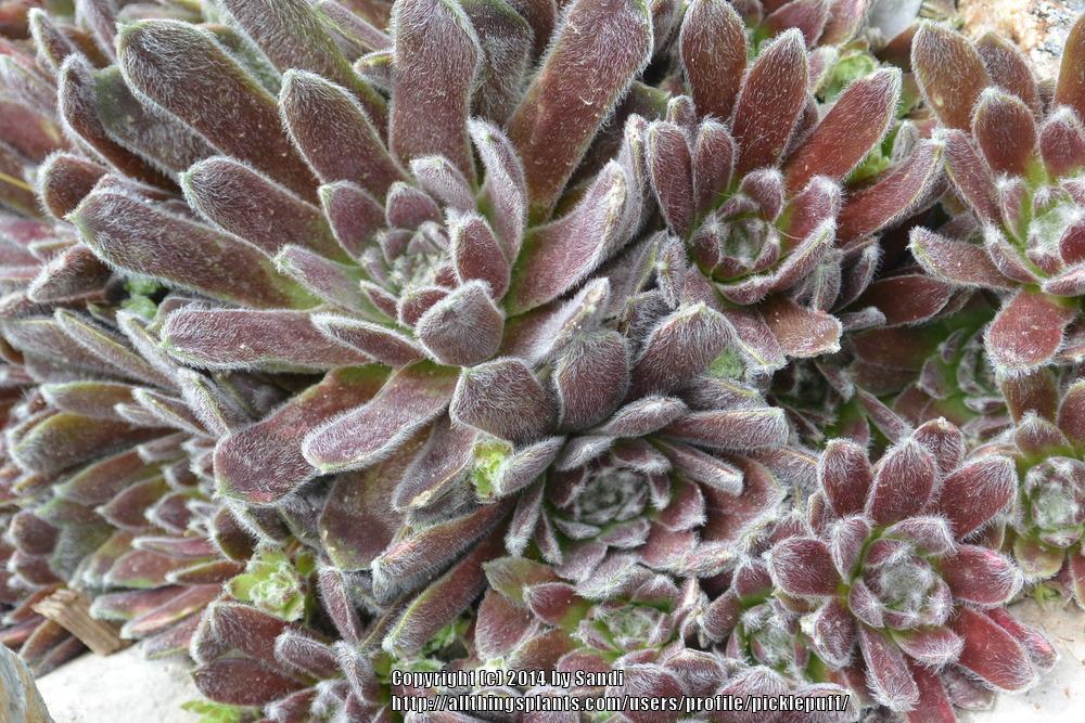 Photo of Hen and Chicks (Sempervivum 'Icicle') uploaded by picklepuff