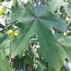
Date: 2013-10-11
Mature leaf