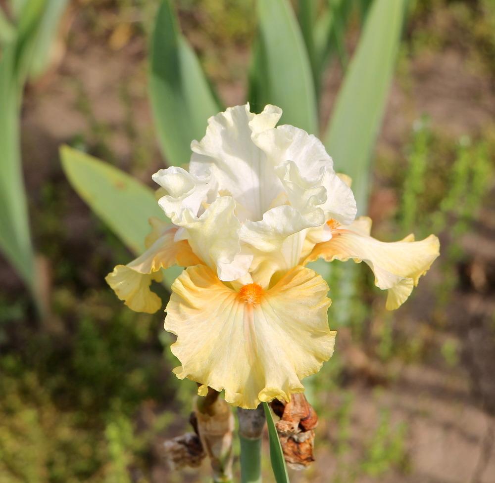 Photo of Border Bearded Iris (Iris 'Art Glass') uploaded by ARUBA1334
