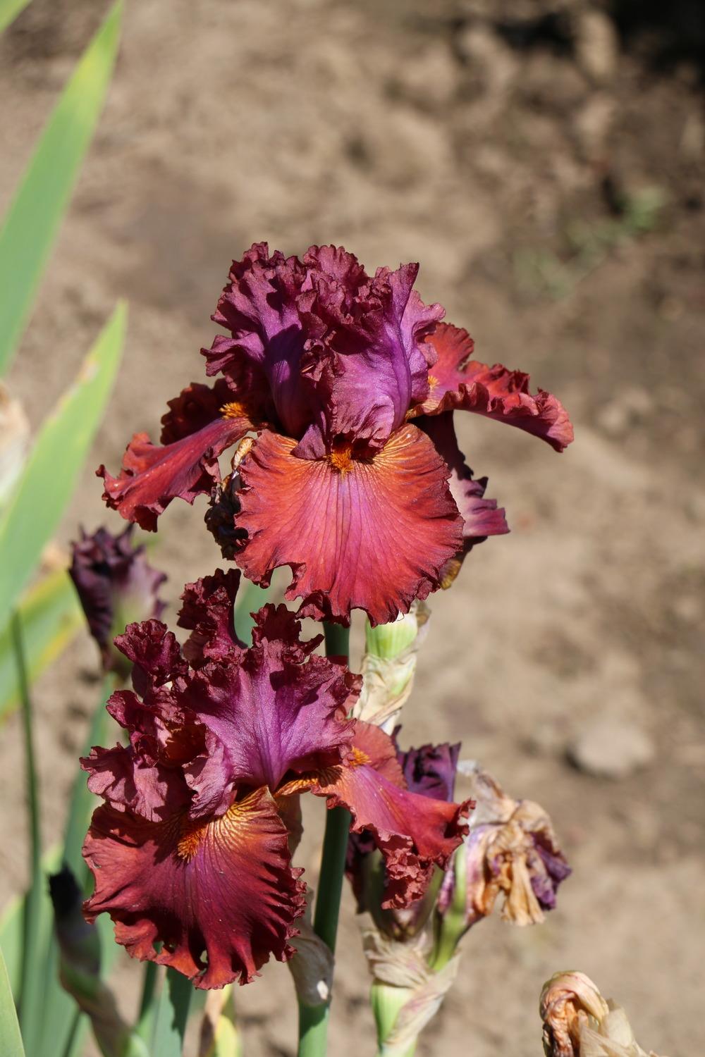 Photo of Tall Bearded Iris (Iris 'Ready for My Closeup') uploaded by ARUBA1334