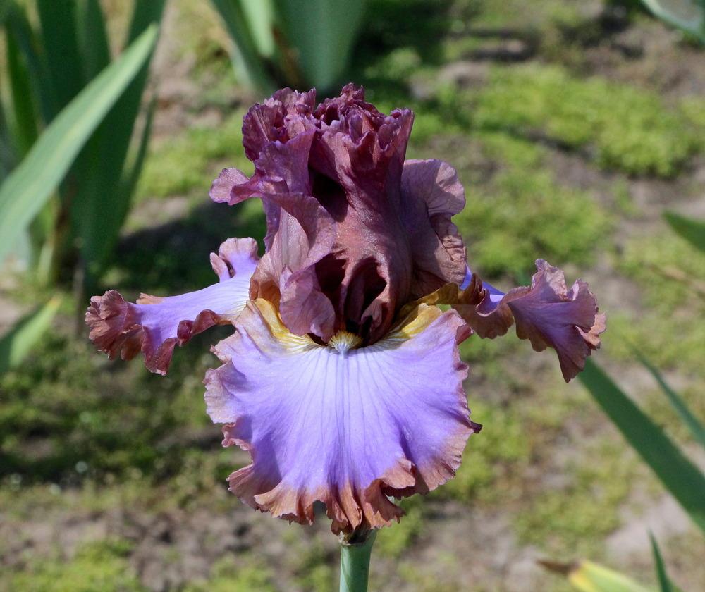 Photo of Tall Bearded Iris (Iris 'House Arrest') uploaded by ARUBA1334