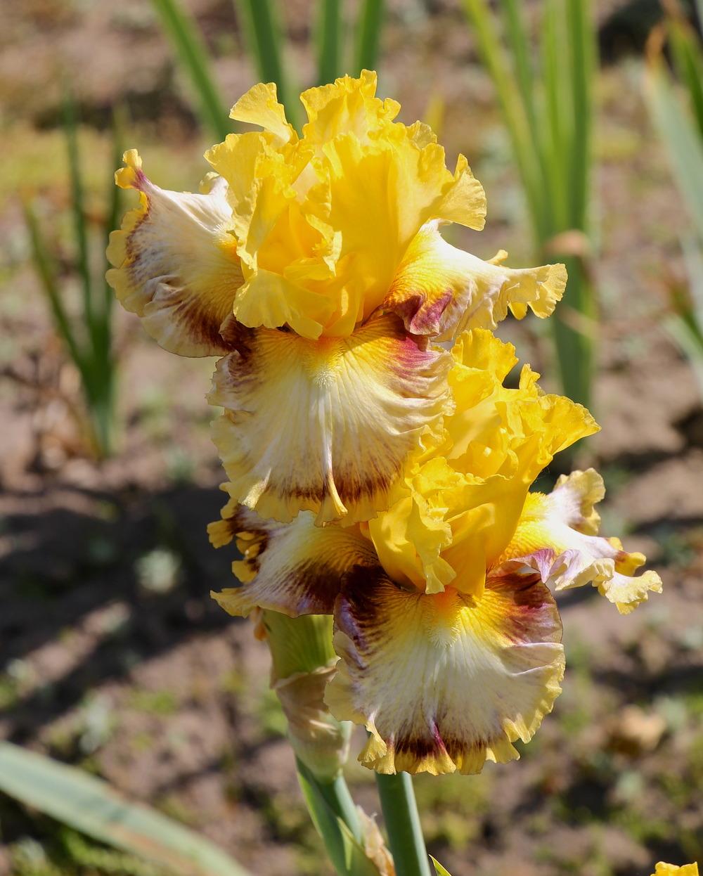 Photo of Tall Bearded Iris (Iris 'Colour Bazaar') uploaded by ARUBA1334