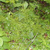 Growing in the state park along with nettles