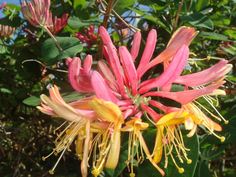 Photo of Gold Flame Honeysuckle (Lonicera x heckrottii 'Gold Flame') uploaded by Cat