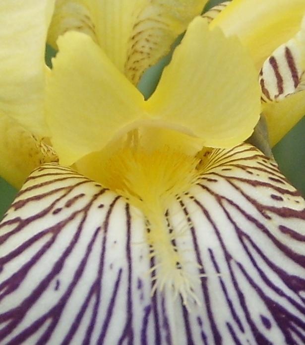 Photo of Intermediate Bearded Iris (Iris 'Loreley') uploaded by DaveinPA