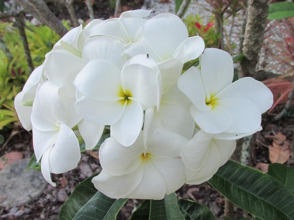 Photo of Plumeria (Plumeria x pudica 'White Opal') uploaded by Dutchlady1
