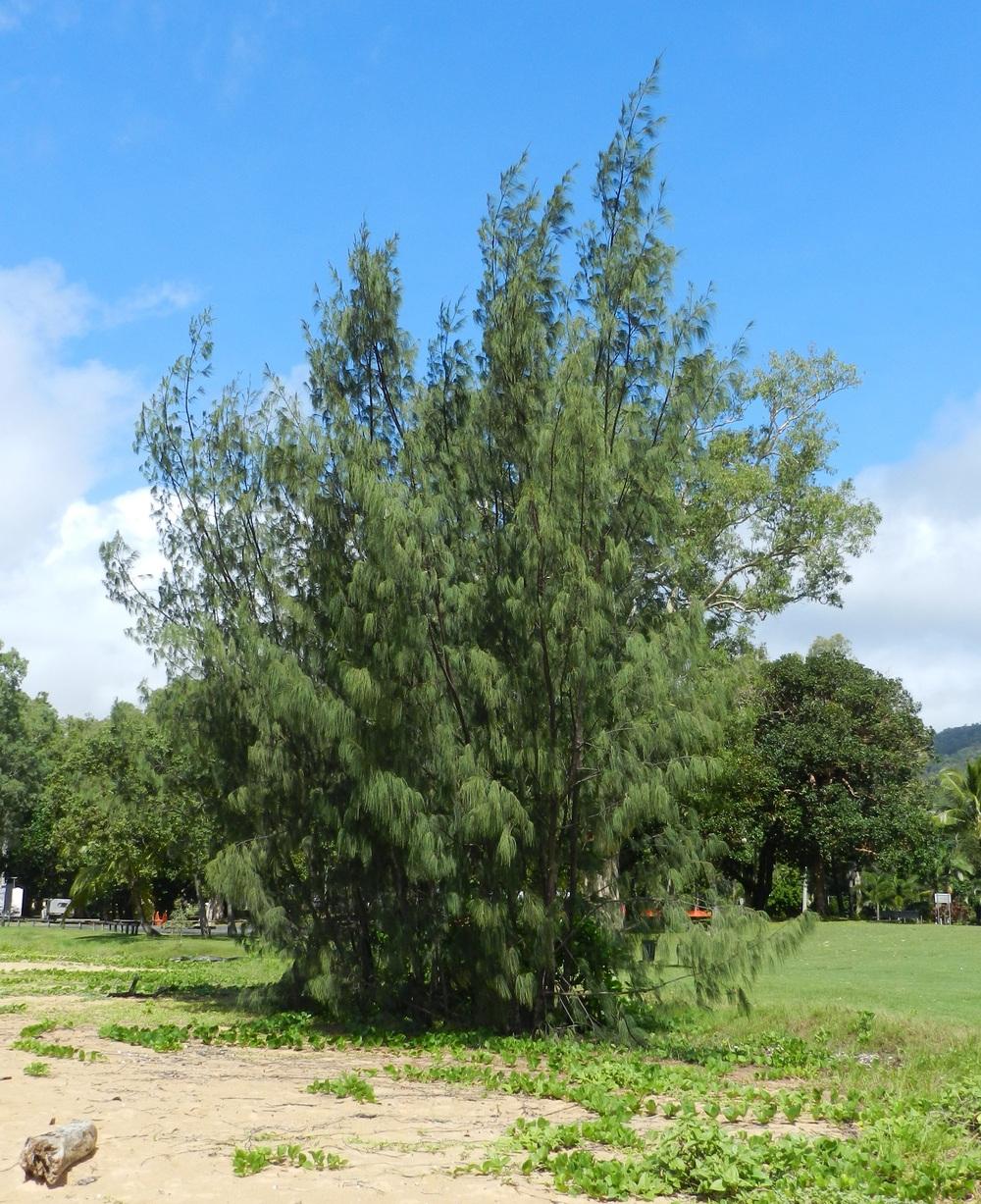 Photo of Australian Pine (Casuarina equisetifolia) uploaded by Gleni