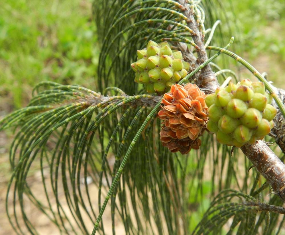 Photo of Australian Pine (Casuarina equisetifolia) uploaded by Gleni